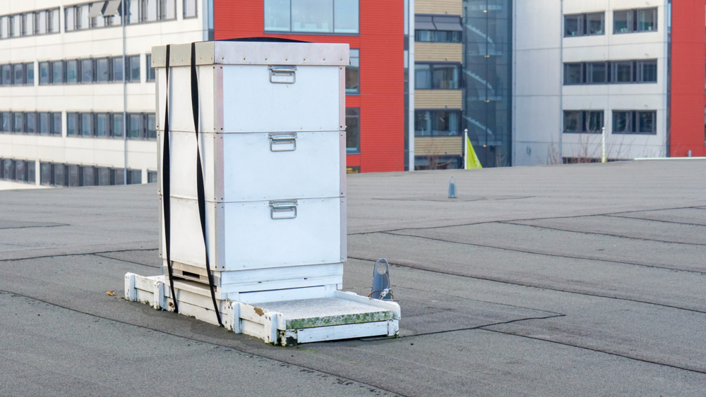 En bikupa på ett av våra tak på Lindholmen.